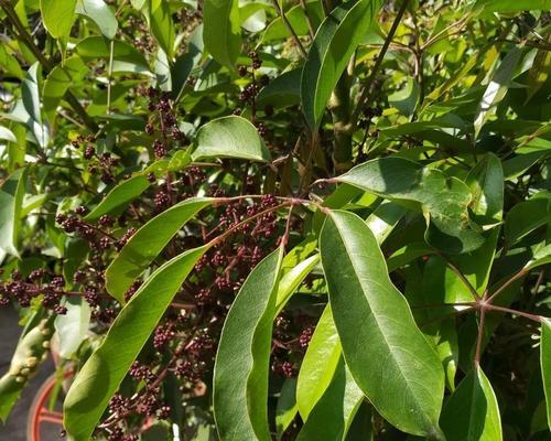 鹅掌柴会开花吗？——探究鹅掌柴的开花预示和生命力（解密鹅掌柴的神秘面纱，探究开花的奥秘与生机）