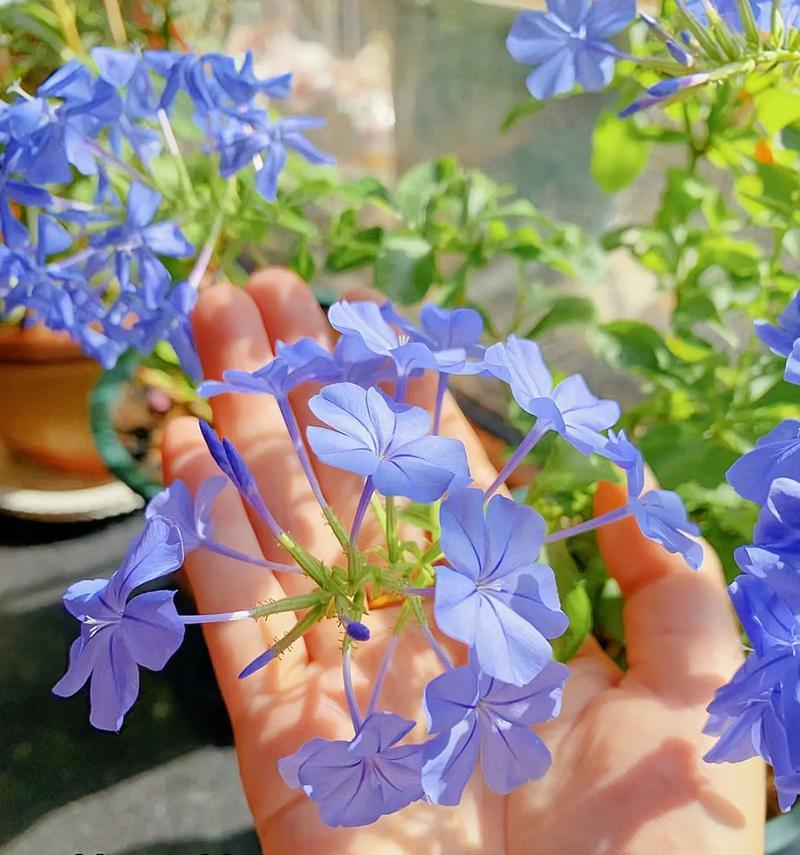 蓝雪花的开花时间和花期（探究蓝雪花的生长习性）