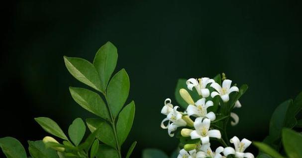 九里香的种植与养护（简易养护方法、适宜环境及管理技巧）