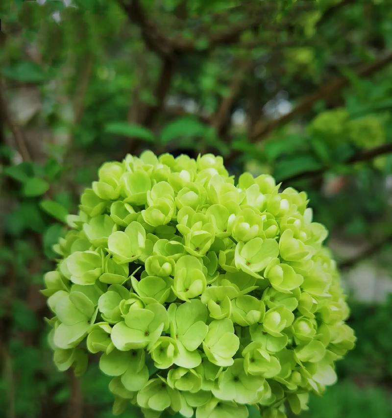 秋天绣球花开花时间及观赏指南（绣球花秋季开花的神秘之处、品种介绍、养护技巧和观赏建议）