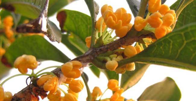 金桂花在室内养护的技巧（打造美丽室内花园的必备选择）