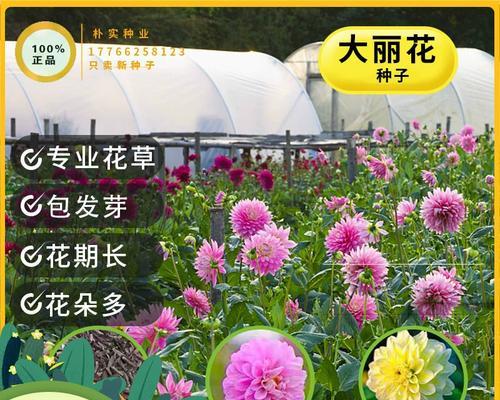 大丽菊种子种植时间的选择（如何选择最佳的种植时间来确保良好的收成？）