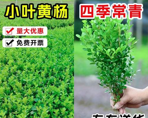 黄杨树北方种植可行性探究（从适宜环境、生长特点、栽培技术等方面分析）