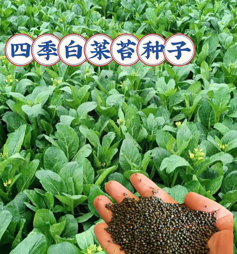 阳台小白菜的种植指南（时间、方法、注意事项一网打尽）