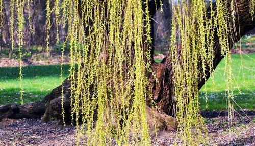 枫树是裸子植物吗？——从植物学角度解析枫树的分类