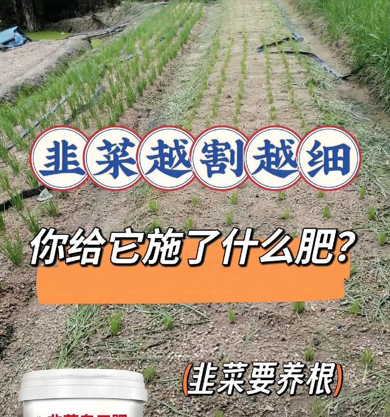 韭菜施肥全解析（掌握韭菜肥料的正确使用方法，让你的韭菜生长更健康）