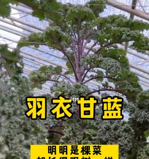 羽衣甘蓝种子最佳种植时间（选择最适合的季节和环境，让你的羽衣甘蓝茁壮成长）