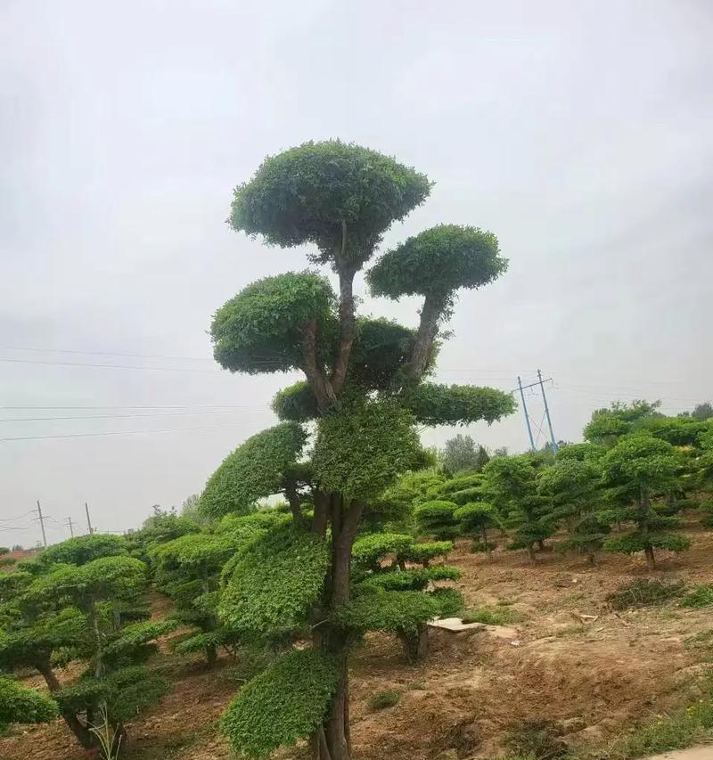 观花节白蜡，一场盛大的自然盛宴（探秘节白蜡开花神奇景象，白花簇拥的浪漫之旅）