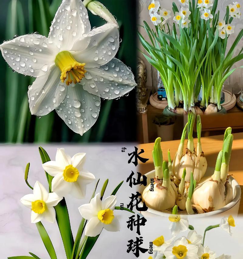 水仙花的栽培与养护（让你轻松打造水仙花花园）