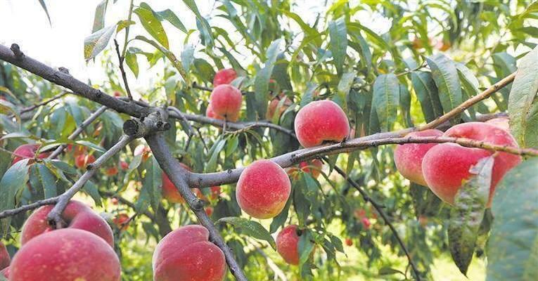 红心桃种植条件解析（适宜气候与土壤要求）