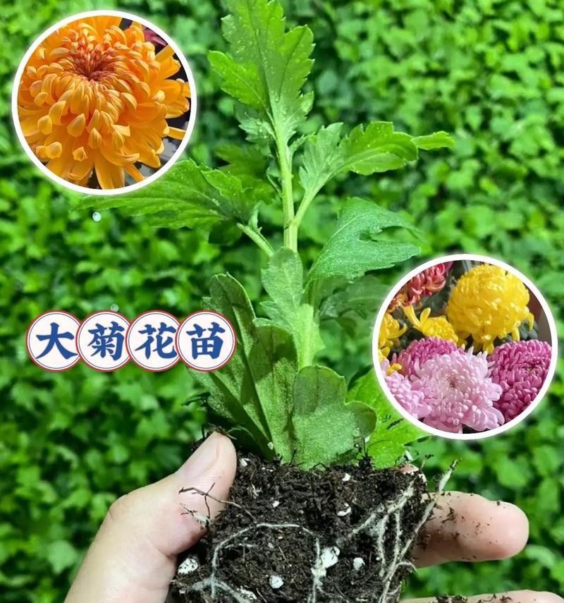 庭院种菊花，为何再好不过？（打造宜人花园生活，培育完美心境）