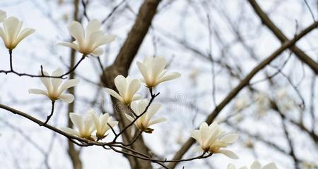 探秘木兰花的开花季节与生长习性（了解木兰花的开花规律及生长习惯）