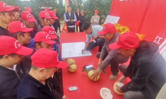 马家柚结果实数年如一日——探究马家柚的长期稳定表现（一个植物学奇迹的探索）