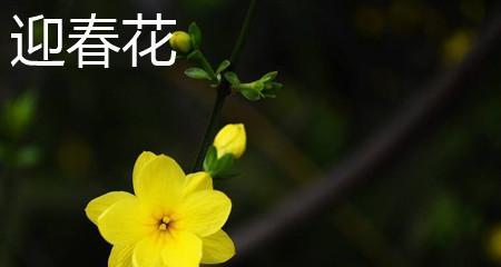 迎春花开放时间及生长特点（春日芳菲，花开迎新）