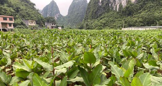 如何成功种植藕——从选种到收获全流程（藕的种植方法和时间，让你轻松打造丰收的藕田）