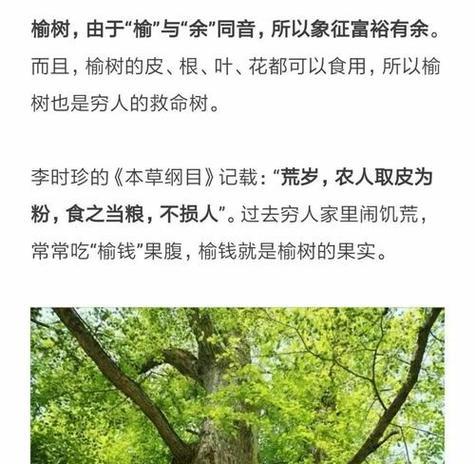 榆树的发芽长叶时期（春天来临，榆树也开始发芽生长）