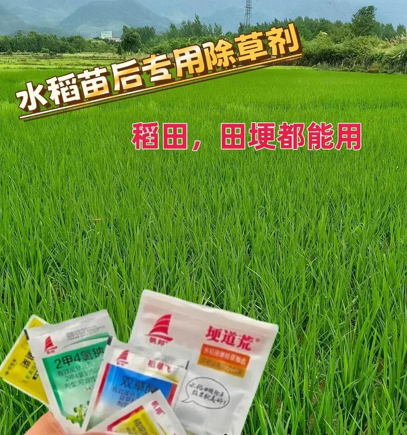 水稻肥料的选择与使用（选择合适的肥料，提高水稻产量）