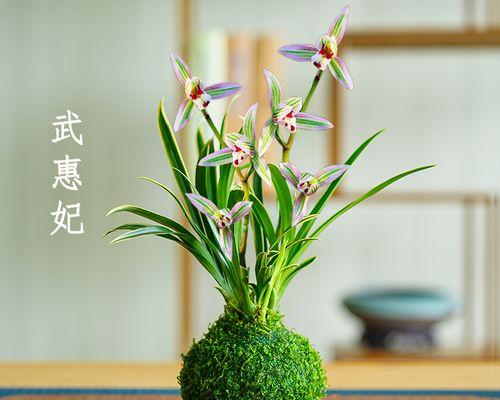 建兰花开花时间及养护知识