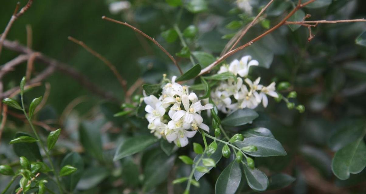 鱼嘴吊兰的开花规律（一年开几次花？花期多长？）