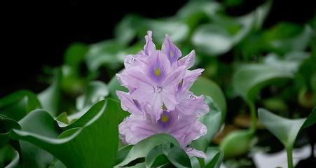 水葫芦的花期（探寻水葫芦花期的奥秘）