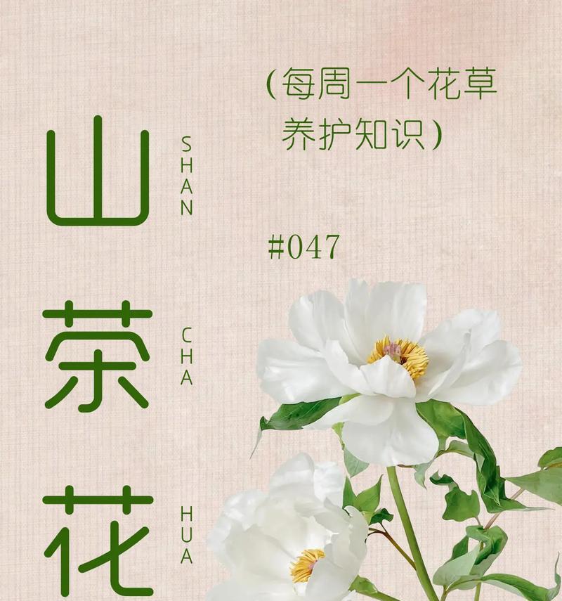 白玫瑰养殖方法：如何打造纯白花海