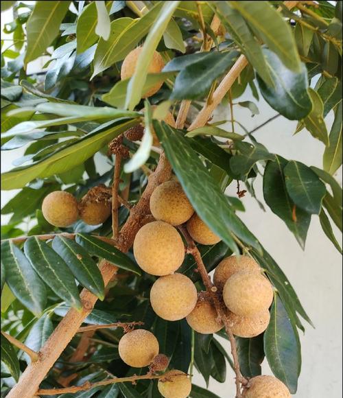 种植龙眼的最佳季节剖析（龙眼的生长周期与栽种技巧）