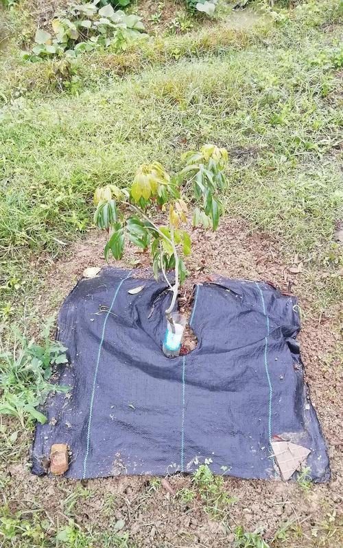 油麦菜的种植技巧（从播种到发芽出苗时间及注意事项）