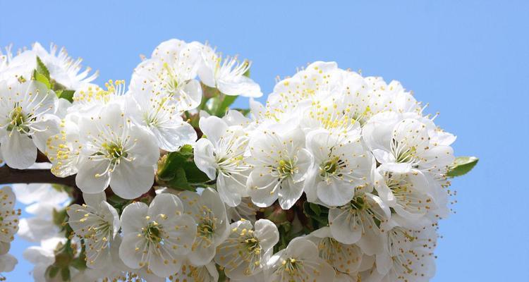 李子树开花季节及相关知识（探究李子树的花期、花语和栽培技巧）