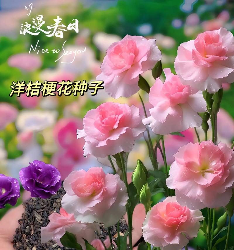 揭秘桔梗花开花期（了解桔梗花开花的时间和条件）