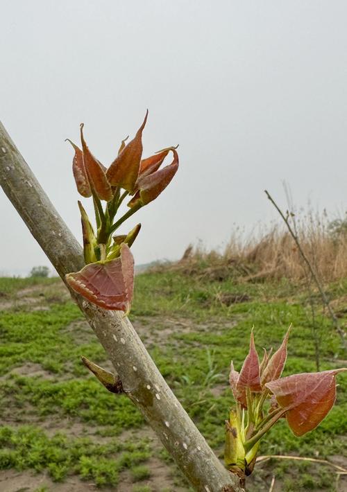 家里种杨树，益处多多（了解家里种杨树的15个好处）