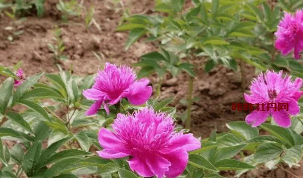 怎样养护芍药花？（以水养护为主，让花儿更加美丽）