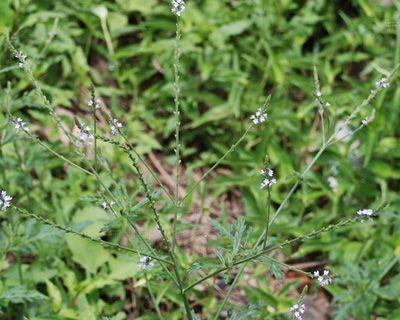 马鞭草的功效与用法（提高免疫力、促进消化、舒缓神经、改善睡眠）