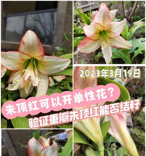 花生是双性花还是单性花？（花生研究的关键信息和实验结果）