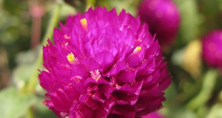 百日红开花时间及花期（探寻百日红在几月开花，花期多长？）