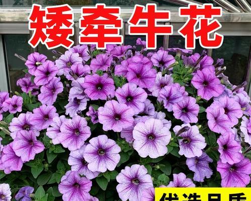 如何种植矮牵牛花？（从选种到成活，你需要知道的一切）