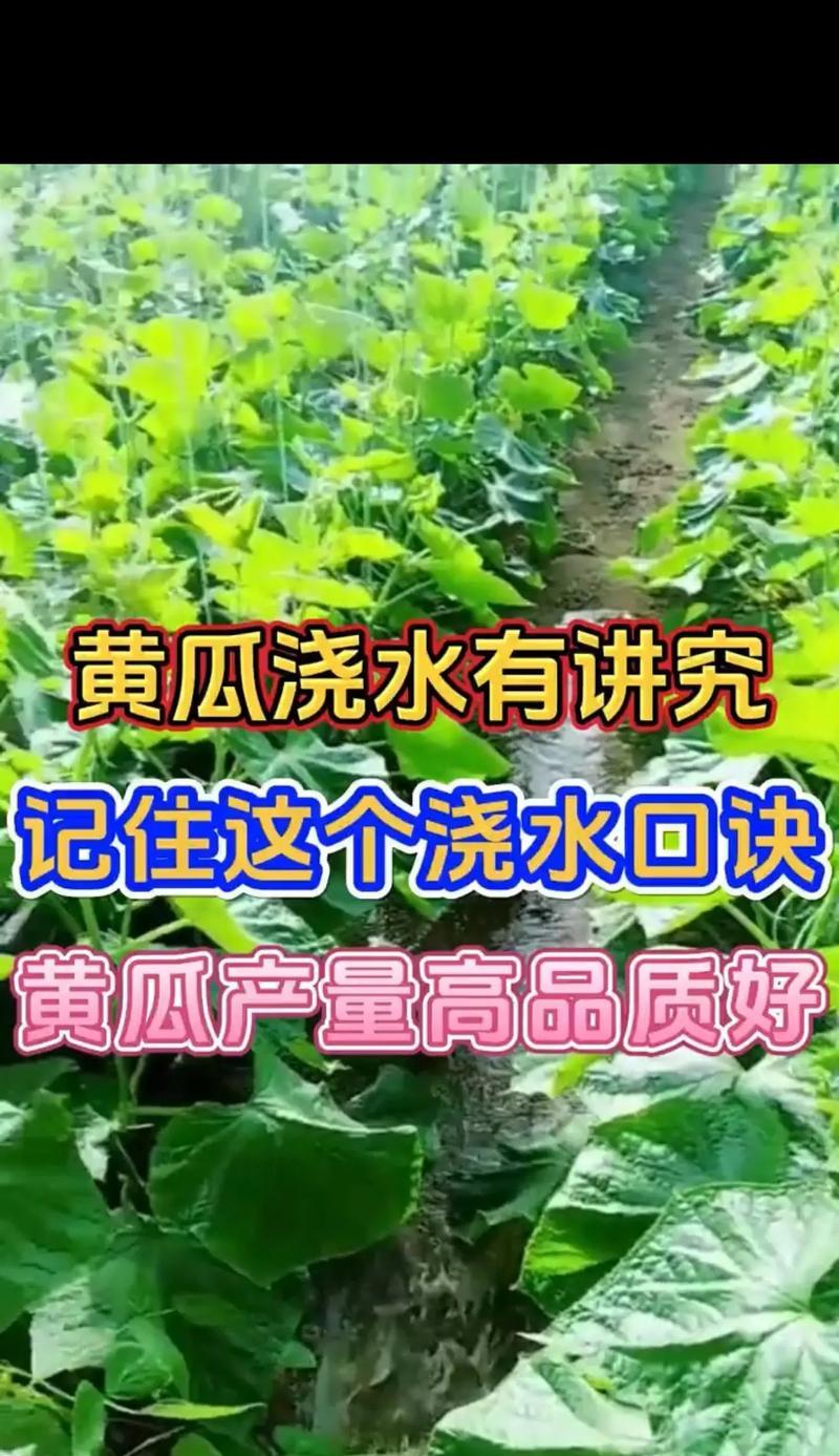 黄瓜浇水的正确方法（让黄瓜生长更健康的技巧）