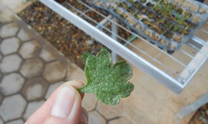 菊花叶子蔫了怎么办？（教你一招让菊花恢复生机的方法！）