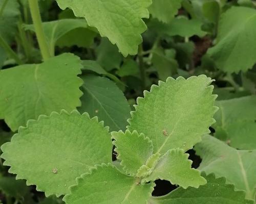 薄荷——多年生草本植物的清凉之源（深入了解薄荷的种类、特点和用途）