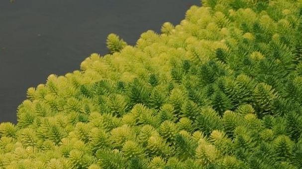 池塘边的植物种植指南（打造美丽池塘边，从植物开始）