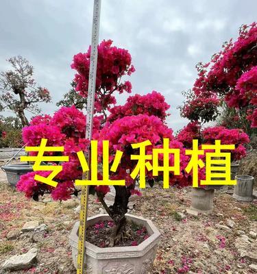 三角梅的浇水时间与季节（不同季节需注意浇水频率，避免过度或不足）