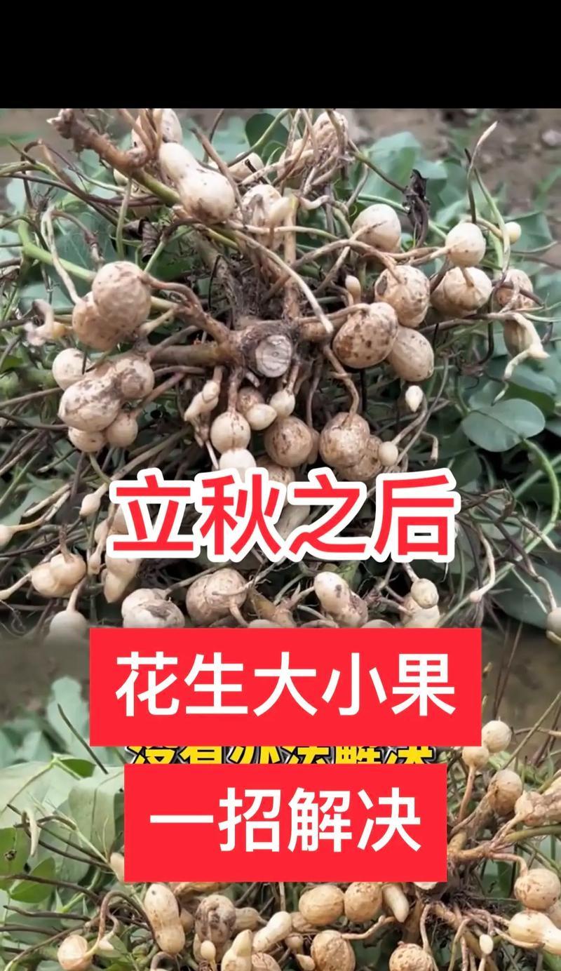 如何正确种植花生（时间、方法及注意事项）