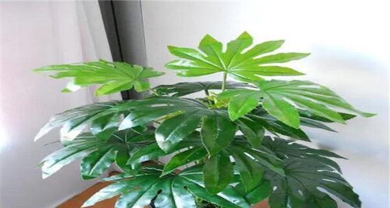 过道植物摆放的风水宜忌（让植物点缀你的生活，振奋你的心情）