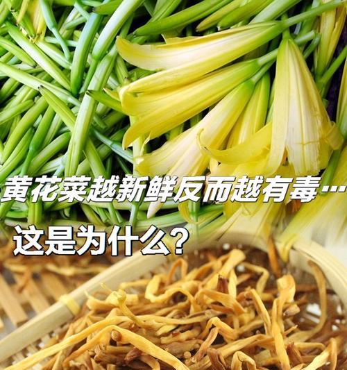 为什么黄花菜不开花？（探究黄花菜的开花机制和不开花原因）