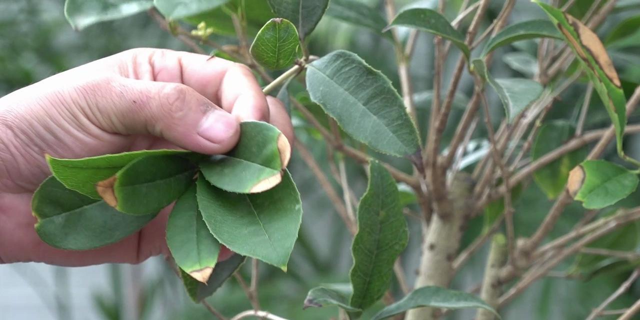 探究桂花冬天掉叶子的原因（掉叶季节、树龄、气温、养护细节等相关因素）