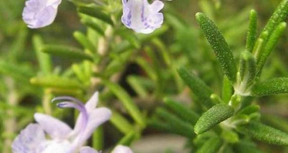 迷迭香的种植与栽培（从时间、方法到管理，掌握迷迭香种植的所有技巧）