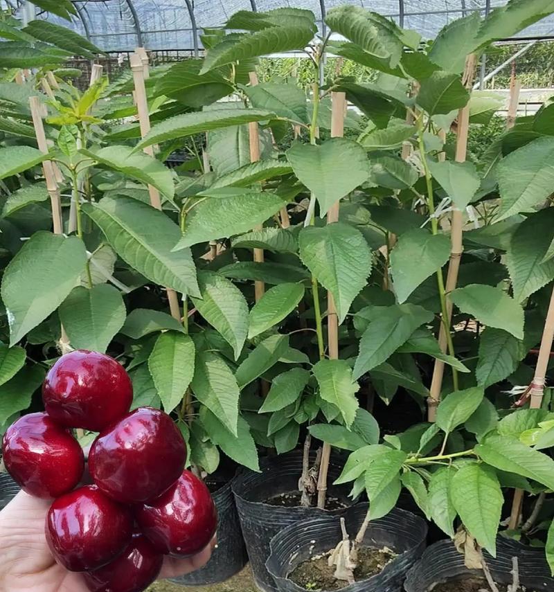 车厘子种植的最佳季节（掌握关键时间，丰收满满）