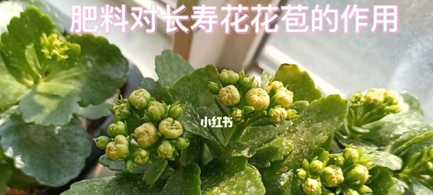 长寿花花苞枯萎的原因与处理（如何避免长寿花花苞的干枯消落）