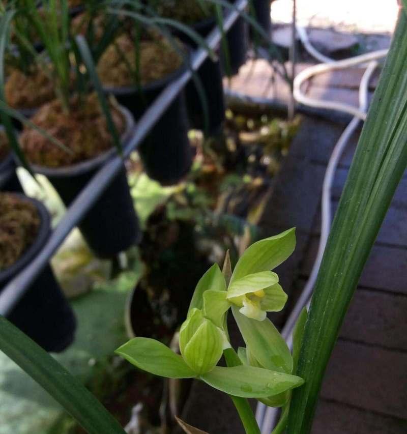 芳香四溢——清香花卉的种类与养护（打造清新空气，享受自然芬芳）