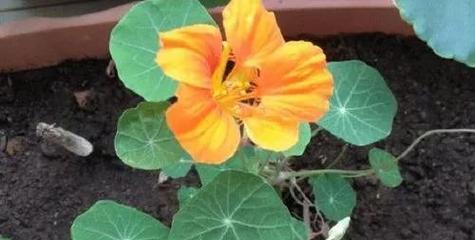揭秘旱金莲，这个多年生植物的成长之路（探究旱金莲的起源、生长、特点和应用）