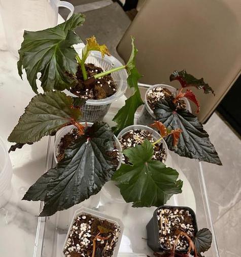 夫妻海棠的养殖方法和注意事项（打造花海新景观，夫妻海棠引领园林时尚）